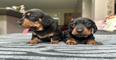 Miniature Dachshund dogs - Advert 4