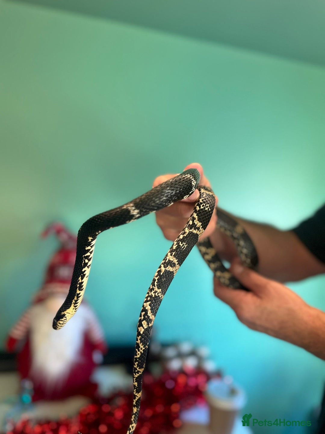 Rat Snake reptiles for sale: Rat Snake - Advert 1