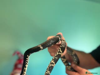 Rat Snake reptiles Rat Snake - Advert 2