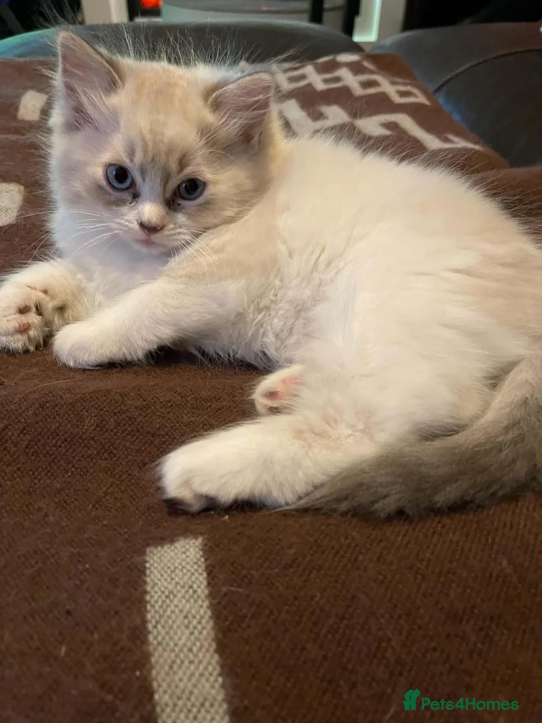 Ragdoll cats for sale: PUREBRED FEMALE RAGDOLL KITTENS AVAILABLE in Wakefield - Advert 6