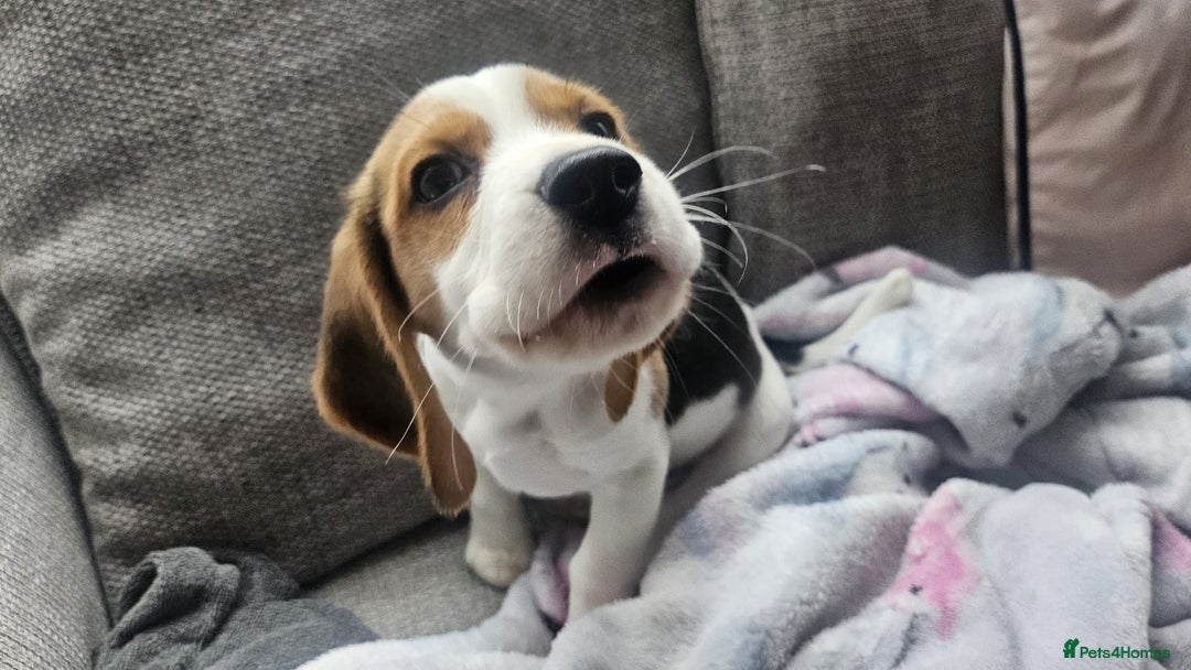 Beagle dogs for sale: KC Registered Pedigree Male Beagle Pup - Image 5