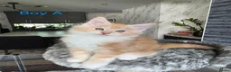 Maine Coon cats for sale: BEAUTIFUL MAIN COON KITTENS in Bolton - Advert 9