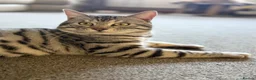 Mixed Breed cats for sale: Bengal mix  in Rhyl - Advert 1