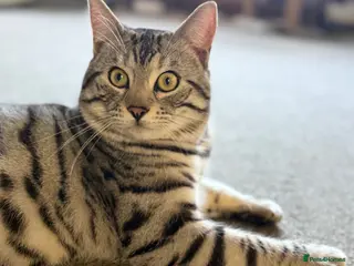 Mixed Breed cats Bengal mix - Advert 1