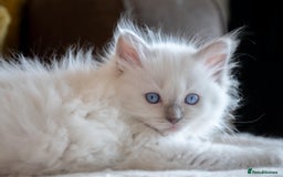 Ragdoll cats for sale: Ready Now GCCF Ragdoll Kittens Irresistibly Cuddly - Image 25