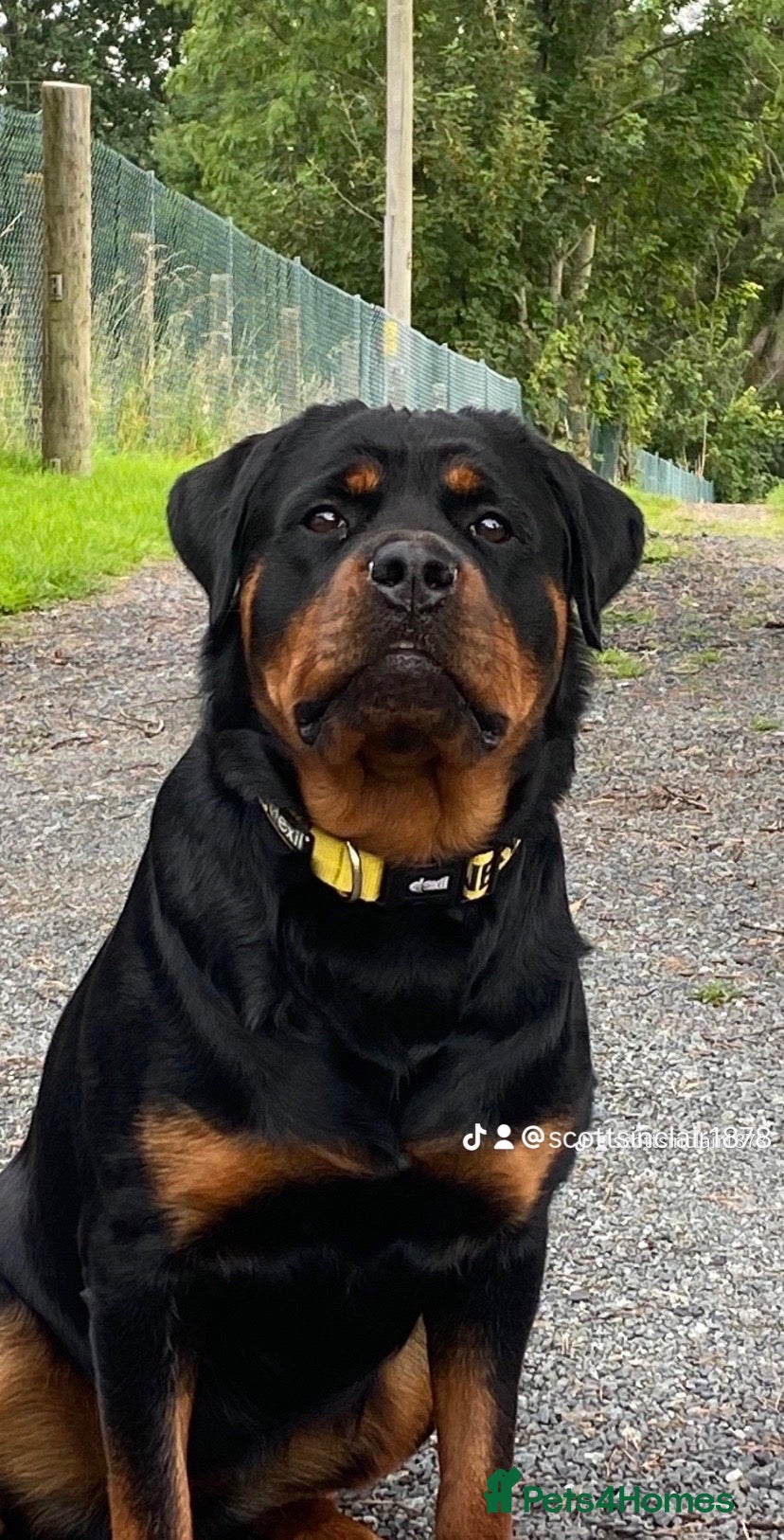 Rottweiler dogs for sale: World champion bloodlines last few remaining  - Advert 1