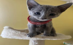 Russian Blue cats for sale: TICA REGISTERED Pure Breed Russian Blue Kittens - Image 8