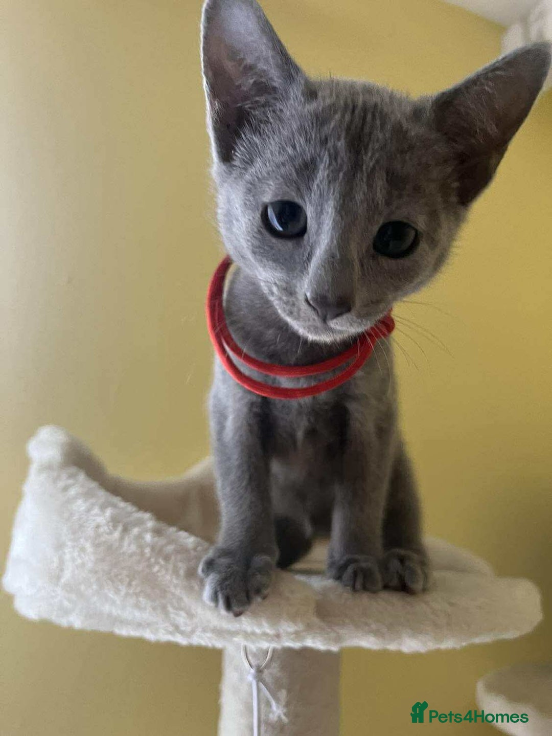 Russian Blue cats for sale: TICA REGISTERED Pure Breed Russian Blue Kittens - Image 8