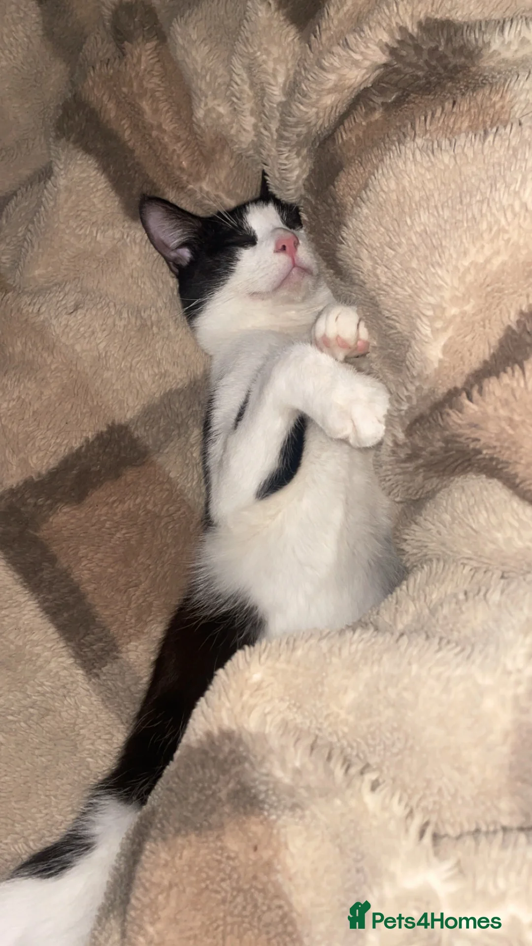 Mixed Breed cats for sale: male 9 month entire for sale - Advert 2