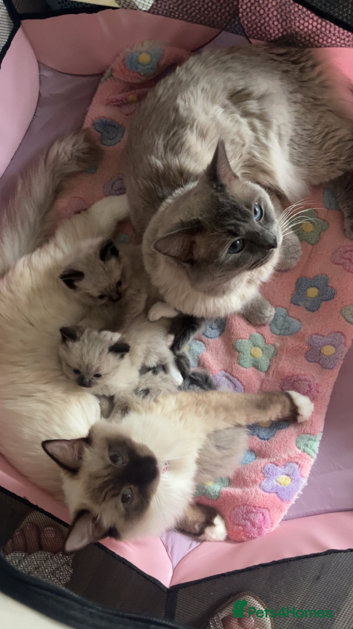 Ragdoll cats PUREBRED RAGDOLL KITTENS  - Advert 2