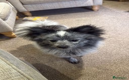 Pomeranian dogs for sale: Fox Face Merle Pomeranian Puppy - Advert 8