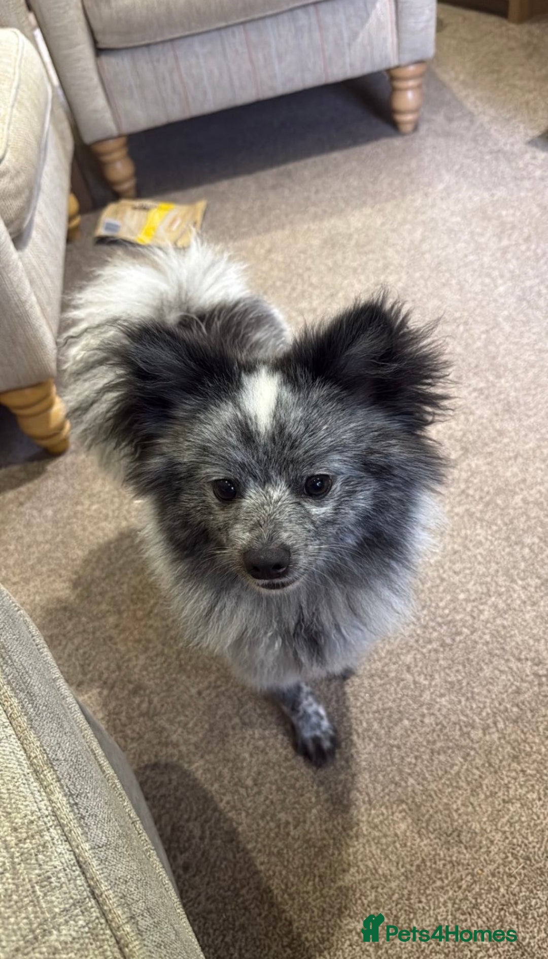 Pomeranian dogs for sale: Fox Face Merle Pomeranian Puppy - Advert 8