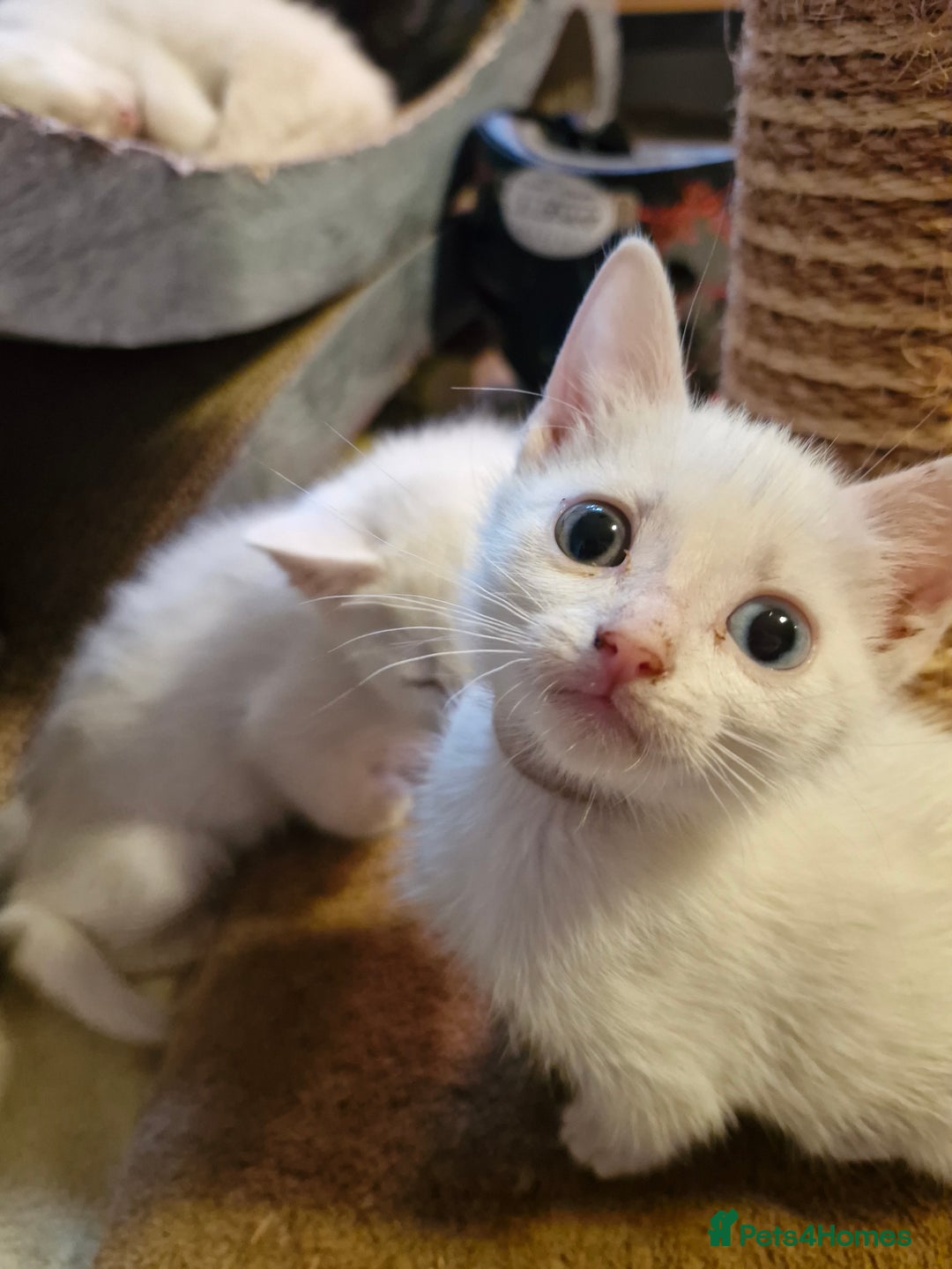 Mixed Breed cats for sale: Beautiful Siamese cross kittens - Advert 9