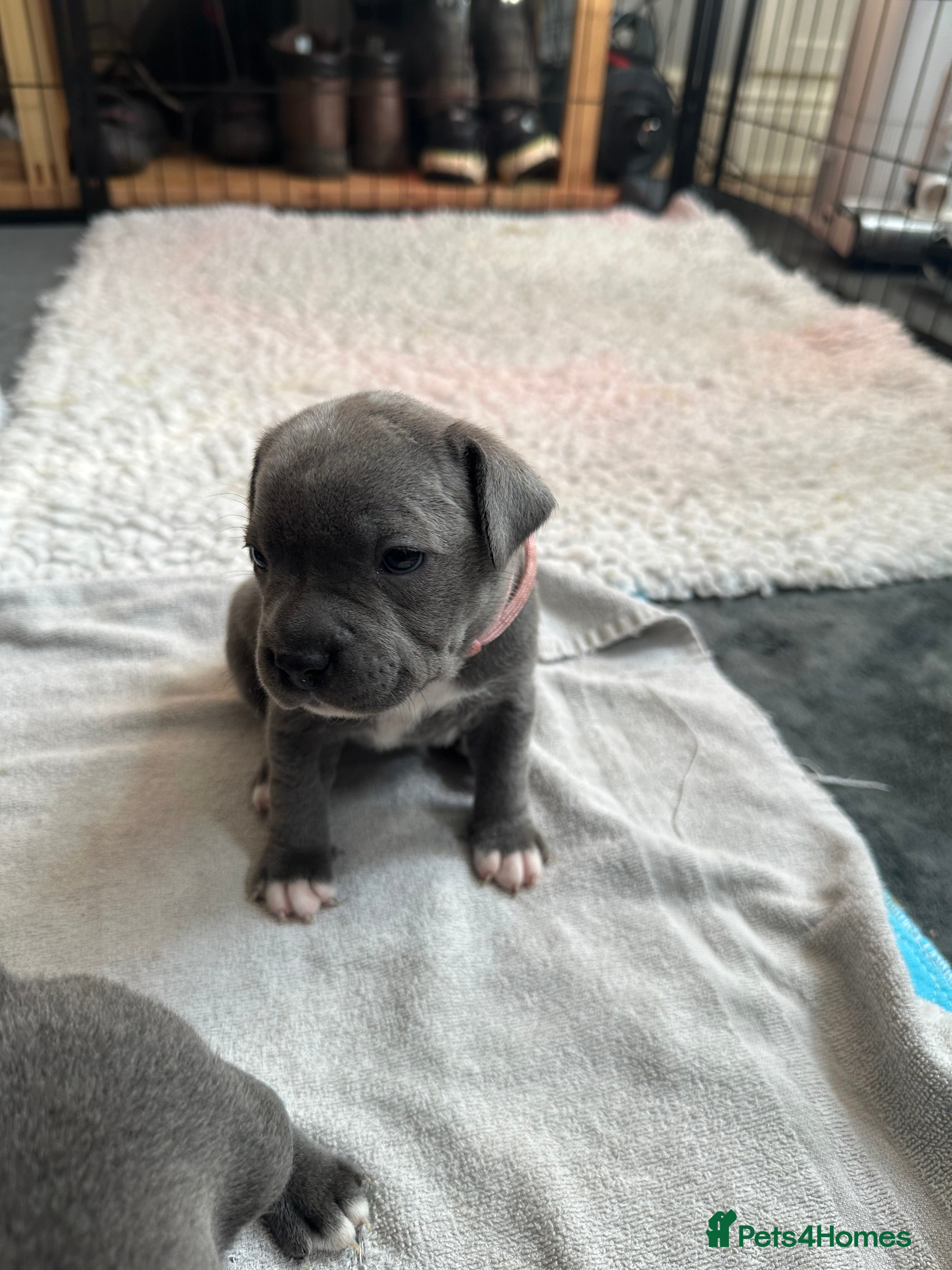 Staffordshire Bull Terrier dogs Litter of 7- last Girl left. - Advert 2