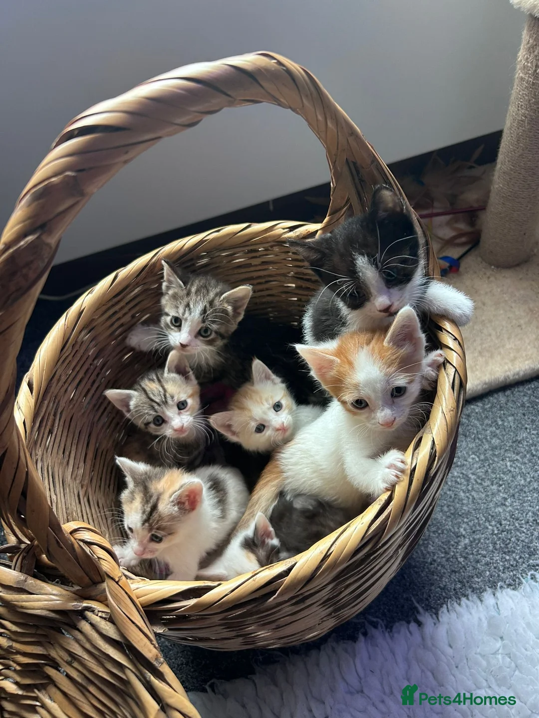 Sphynx cats for sale: Sphynx kittens. in Royston - Advert 1