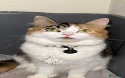 Ragdoll cats for sale: Stunning rare ragdoll cross kittens - Image 4