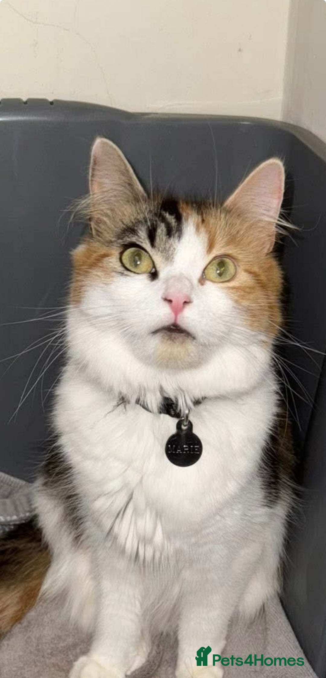 Ragdoll cats for sale: Stunning rare ragdoll cross kittens - Image 4