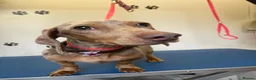 Miniature Dachshund dogs for sale: Miniature isabella tan dapple smooth dachshund  - Advert 3