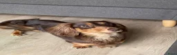 Miniature Dachshund dogs for sale: Miniature long-hair dachshund in Manchester - Advert 5