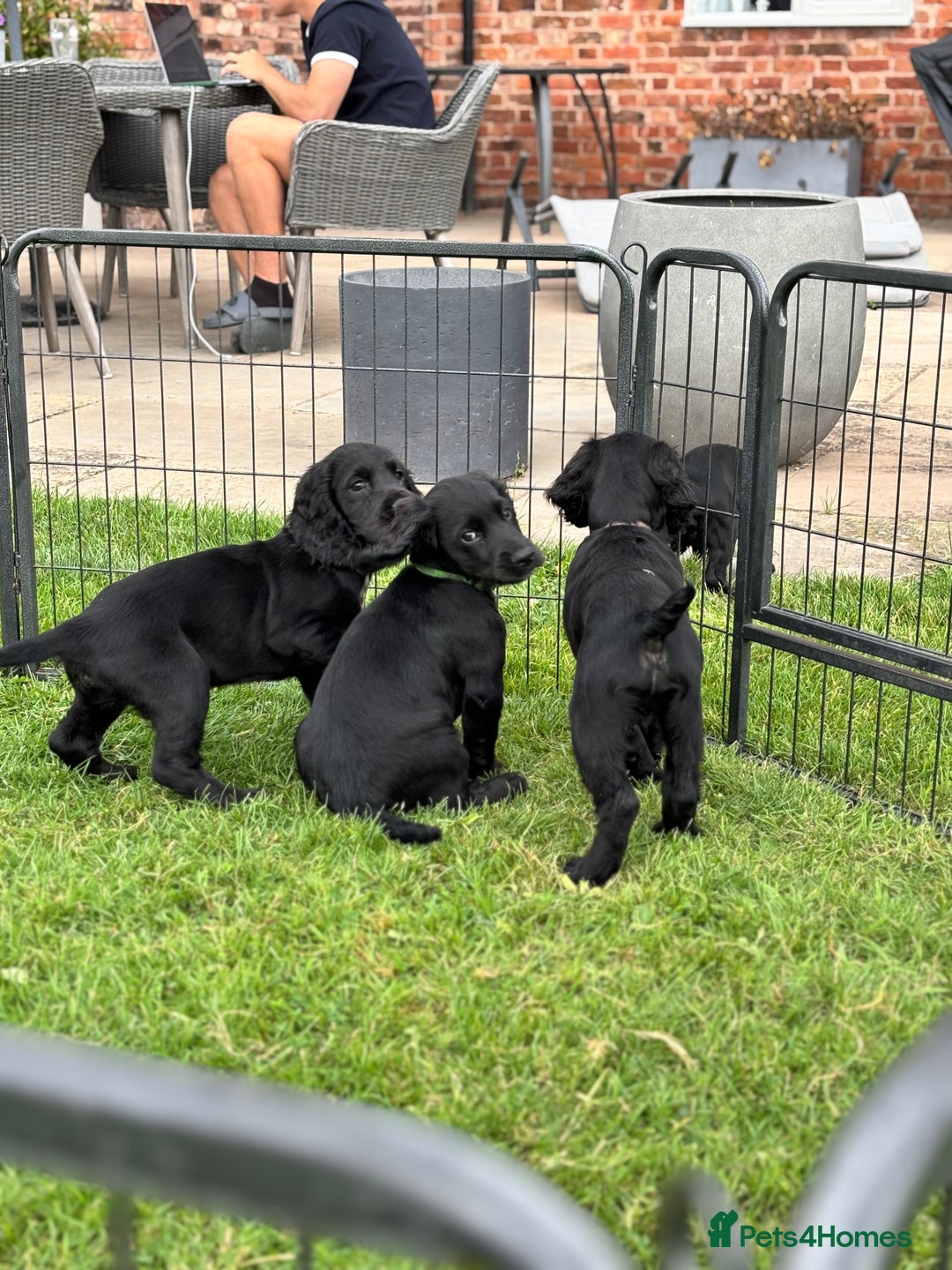 Cocker Spaniel dogs for sale: Ready Now 🐾 Champion bred working cocker boys  - Image 11
