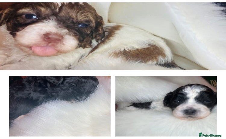 Shihpoo dogs - Advert 14