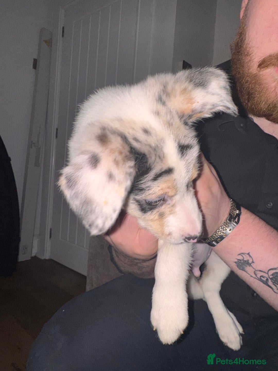 Border Collie dogs for sale: Blue Merle Border Collie - Advert 5