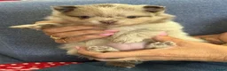 Pomeranian dogs for sale: Only UK Pomeranian Pups All 263 DNA tests clear  in Bishop Auckland - Advert 10