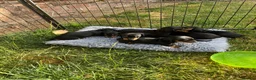 Miniature Dachshund dogs for sale: Miniature Dachshund Puppies - Advert 16