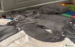 Russian Blue cats for sale: Pure Russian Blue Kittens  - Image 13
