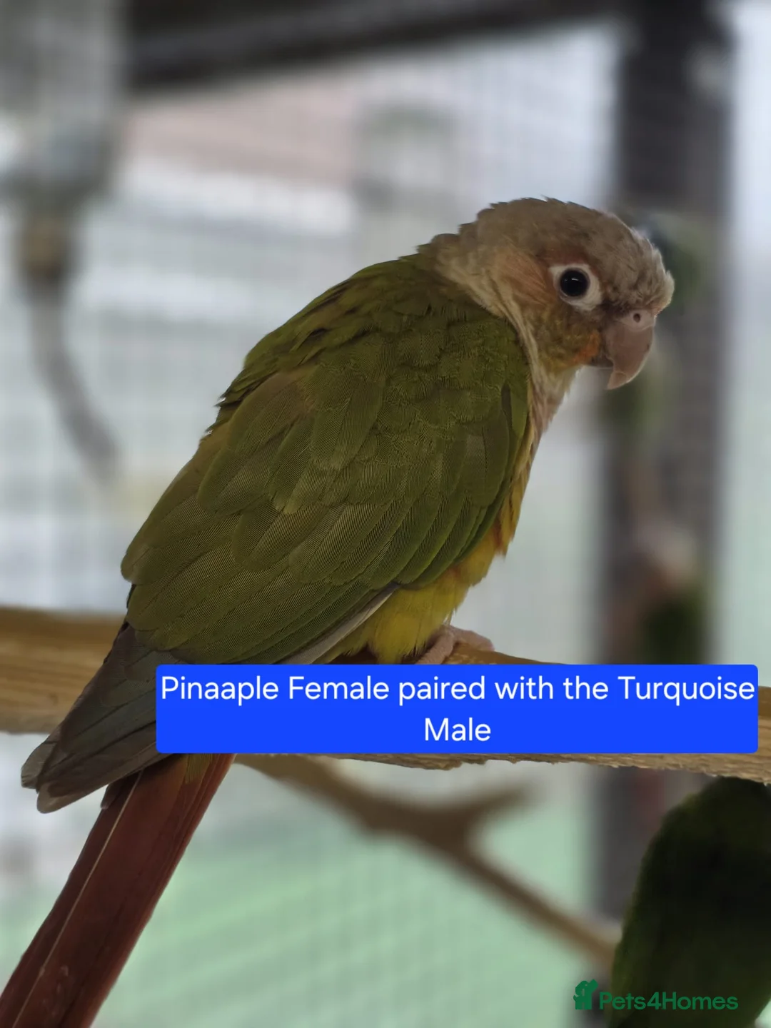 Conures birds for sale: Green Cheek conures - DNA sexed - Advert 2