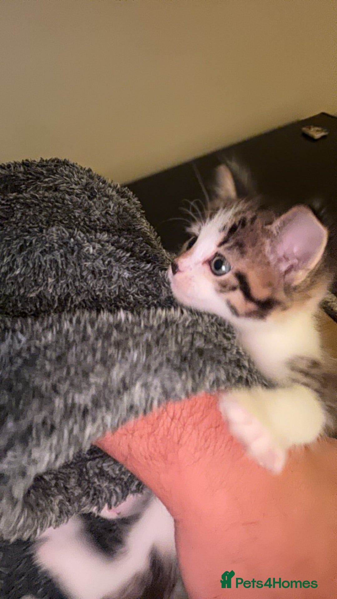 Domestic Shorthair cats for sale: 2 male kittens for sale  - Advert 5