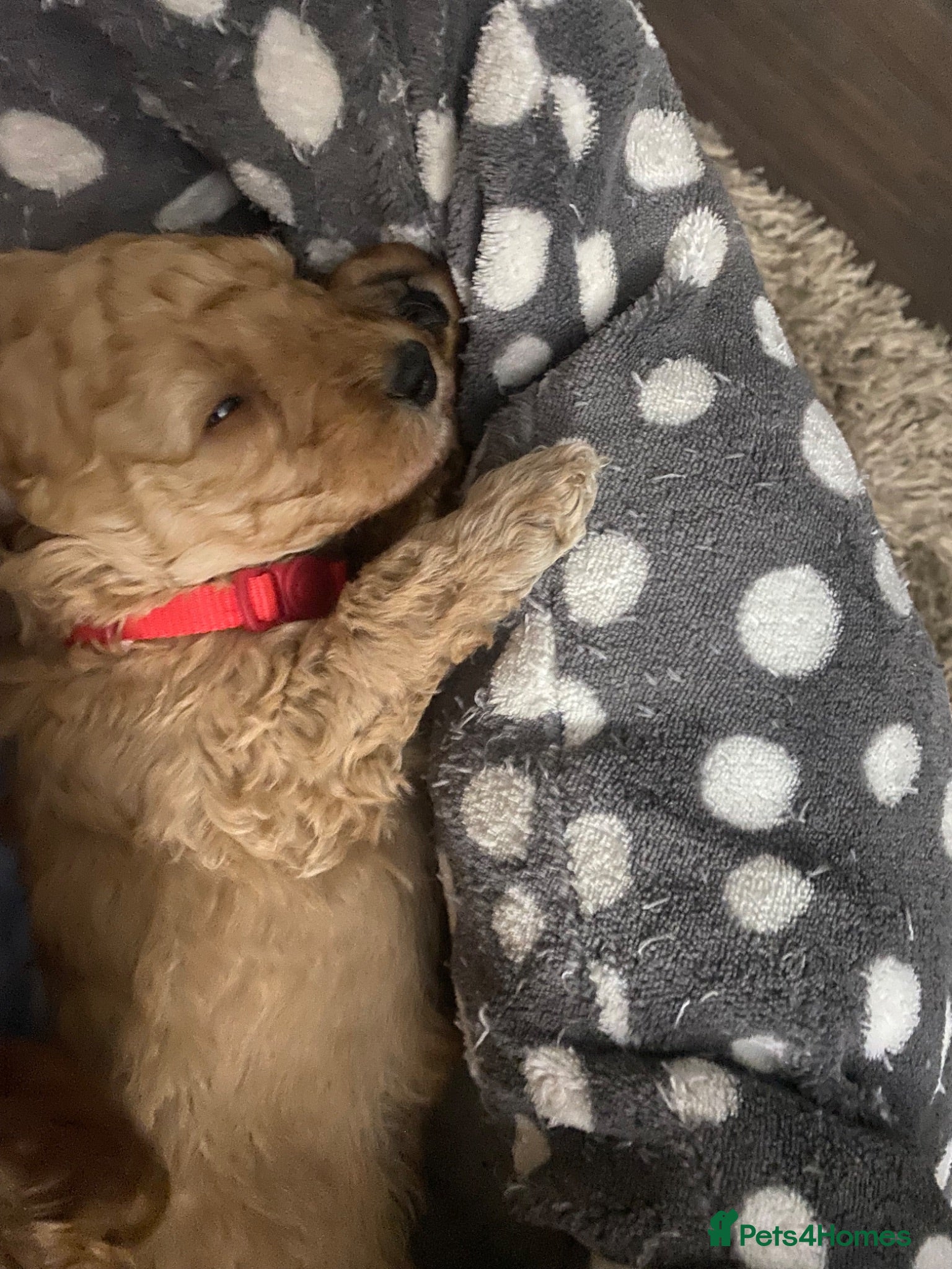 Cavapoo dogs 5 Beautiful Cavapoos from a family home.  - Advert 16