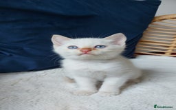 Siamese cats for sale: Ready to Leave Flame Point Siamese Kittens - Image 11