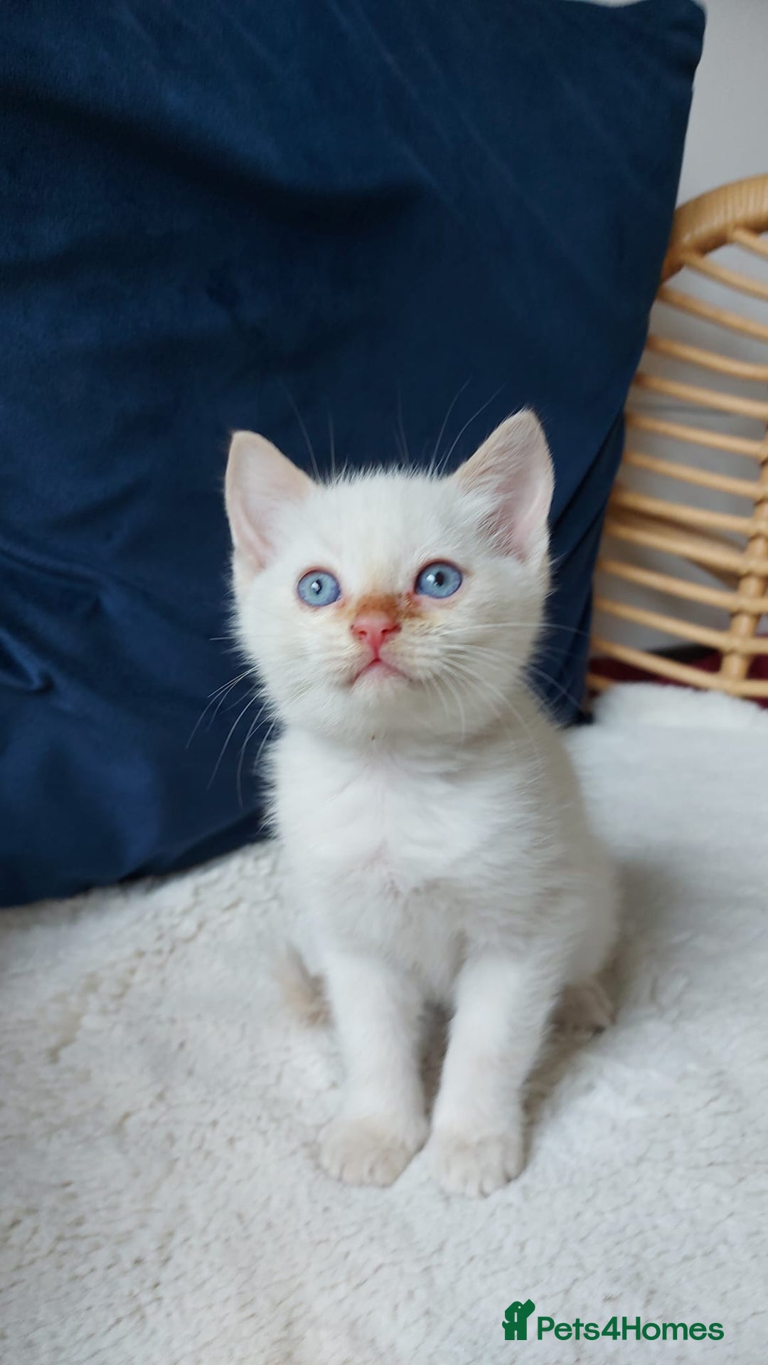 Siamese cats for sale: Ready to Leave Flame Point Siamese Kittens - Image 11