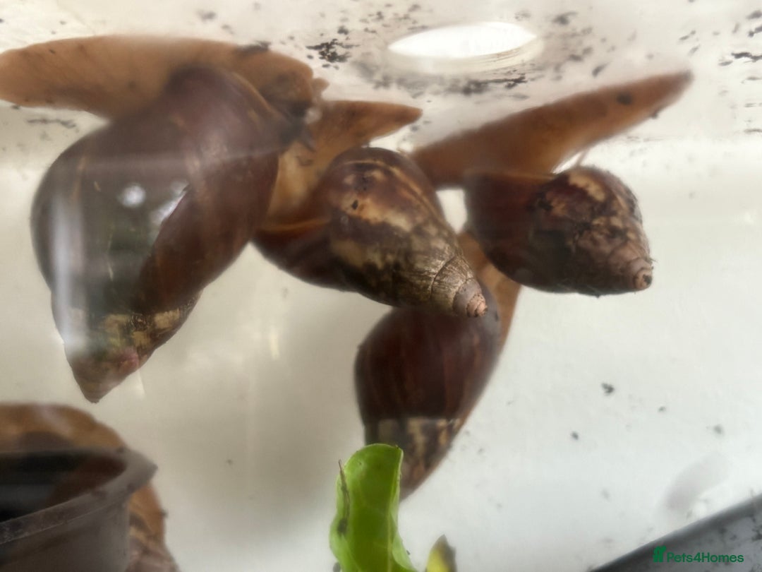 Snails invertebrates for sale: Giant African land snails - Image 3