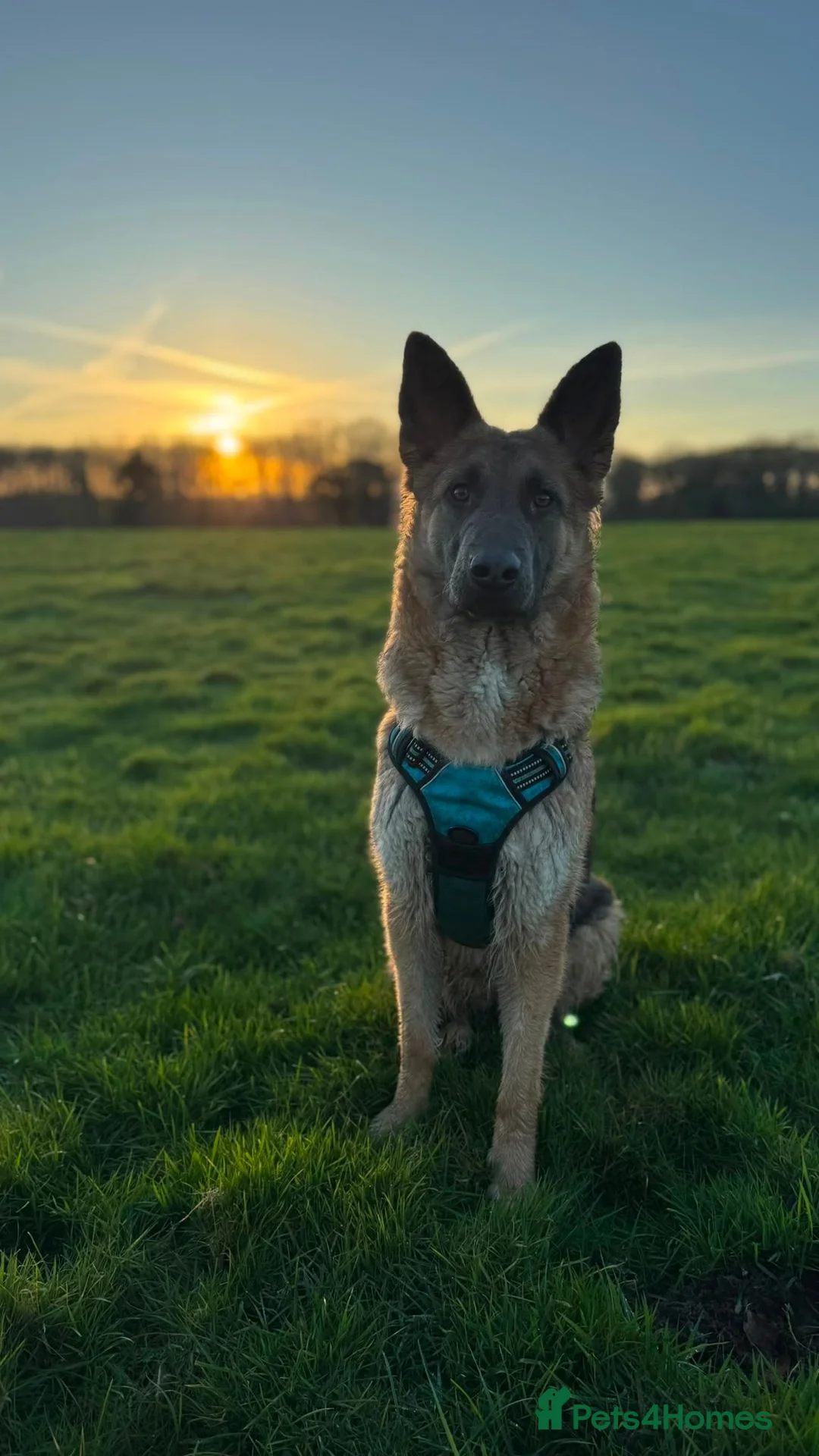 German Shepherd dogs for sale: Beautiful German sheppard puppies - Advert 2
