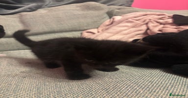 Mixed Breed cats Kittens for sale  - Advert 5