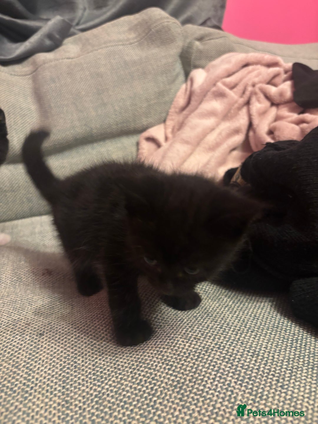 Mixed Breed cats for sale: Kittens for sale  - Advert 3