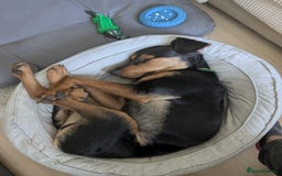 Mixed Breed dogs for adoption:  Meet Aldo – The Sweetest Cuddle Bug in London! - Image 3