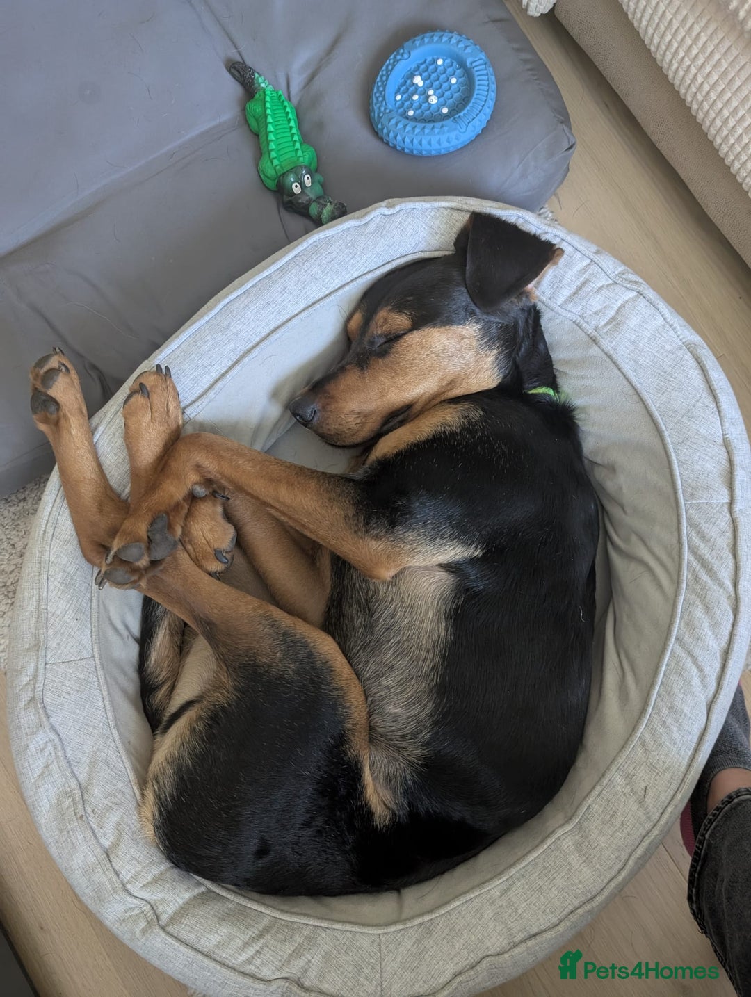 Mixed Breed dogs for adoption:  Meet Aldo – The Sweetest Cuddle Bug in London! - Image 3
