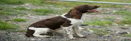 English Springer Spaniel dogs for stud: For stud- Liver and White ESS proven outstanding  in Merthyr Tydfil - Advert 3