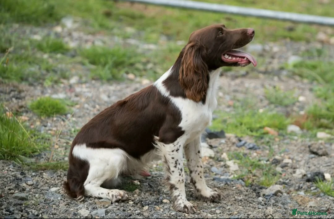 English Springer Spaniel dogs for stud: For stud- Liver and White ESS proven outstanding  in Merthyr Tydfil - Advert 3