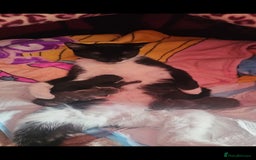 Domestic Shorthair cats for sale: Gorgeous black girl looking for her forever 🏡  - Image 6