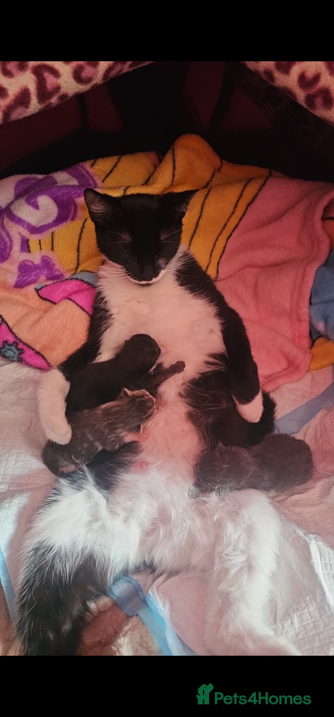 Domestic Shorthair cats for sale: Gorgeous black girl looking for her forever 🏡  - Image 6