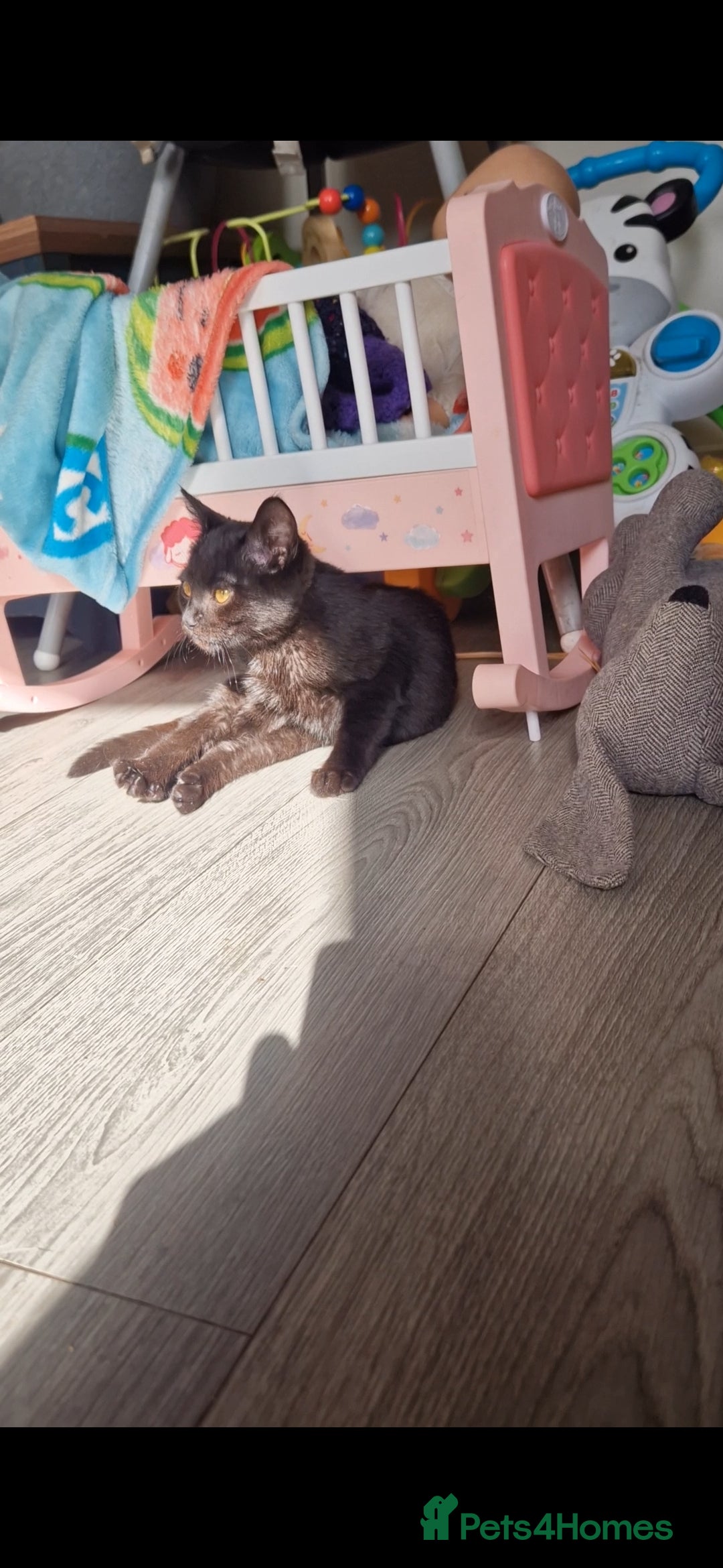 Scottish Fold cats for sale: Black Scottish Fold cross - Advert 3