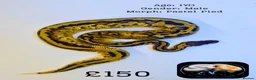 Python Snake reptiles for sale: Ball pythons for sale  - Advert 3