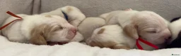 Beagle dogs for sale: Health Tested & Kennel Club Registered Beagle Pups - Advert 14