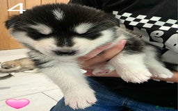Siberian Husky dogs for sale: Siberian Husky Puppies - Image 9