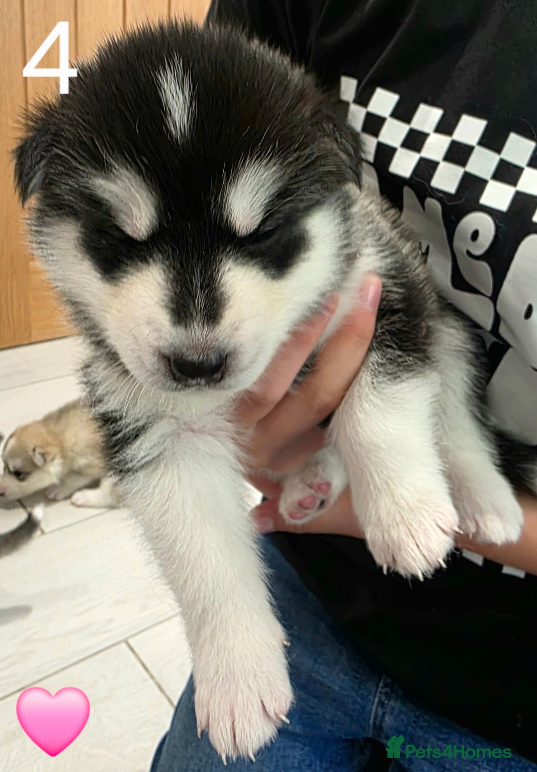 Siberian Husky dogs for sale: Siberian Husky Puppies - Image 9