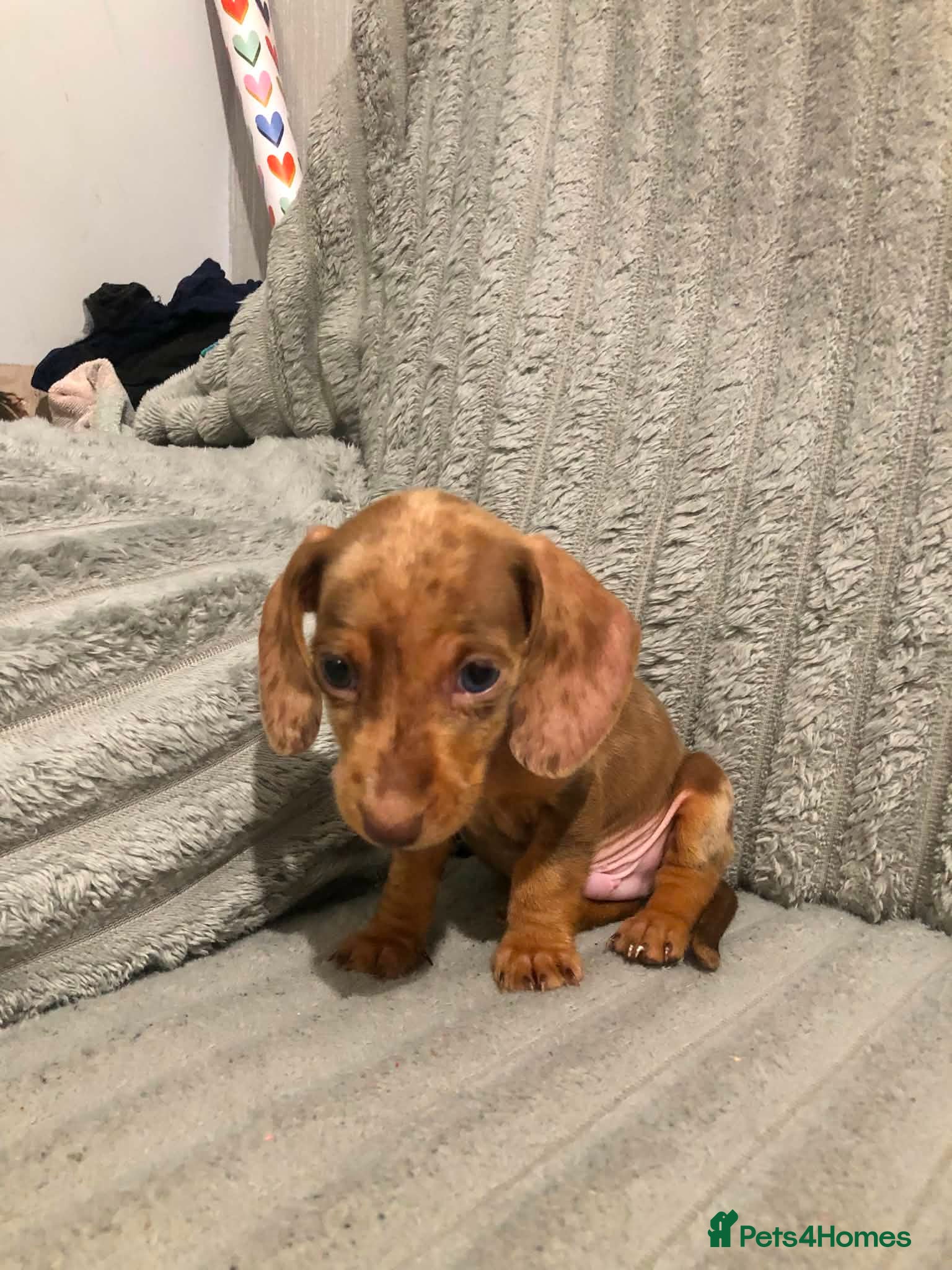 Miniature Dachshund dogs Colourful litter 3 Dachshunds left  - Advert 13